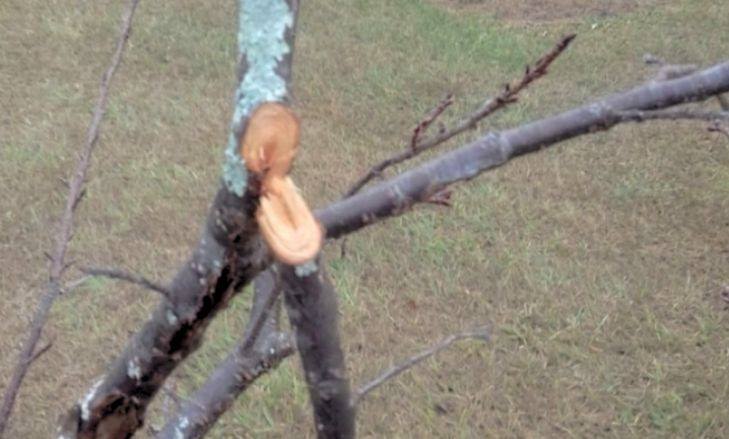 Em Garça, cerejeiras têm galhos quebrados pela 2.a vez neste ano; Festival será aberto dia 28