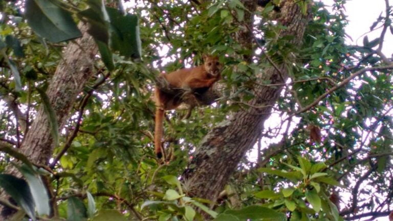 Bicho do mato – Onça aparece em distrito de Jaú, mas se assusta com barulho de trem e foge