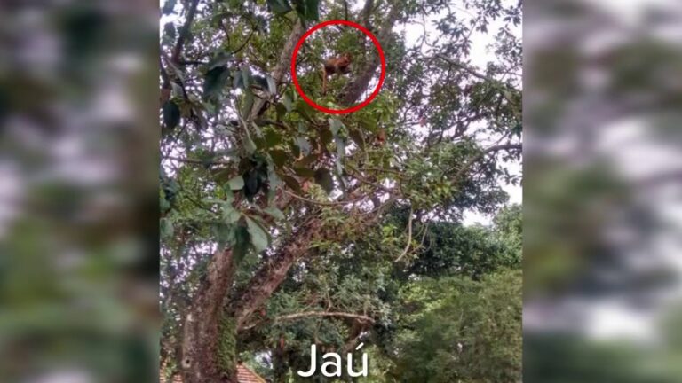 Bicho do mato? – Cada vez mais comuns nas cidades, onças aparecem em lugares inusitados, como no centro de Mineiros do Tietê