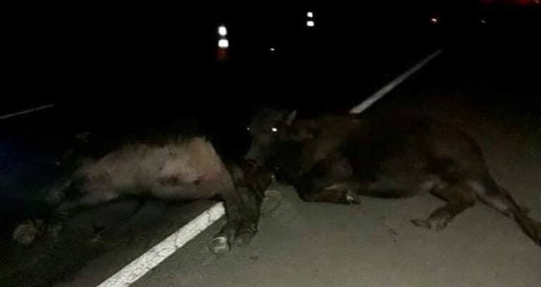 PERIGO – Búfalos soltos na BR 153 causam acidente com 3 veículos; 2 pessoas ficam feridas