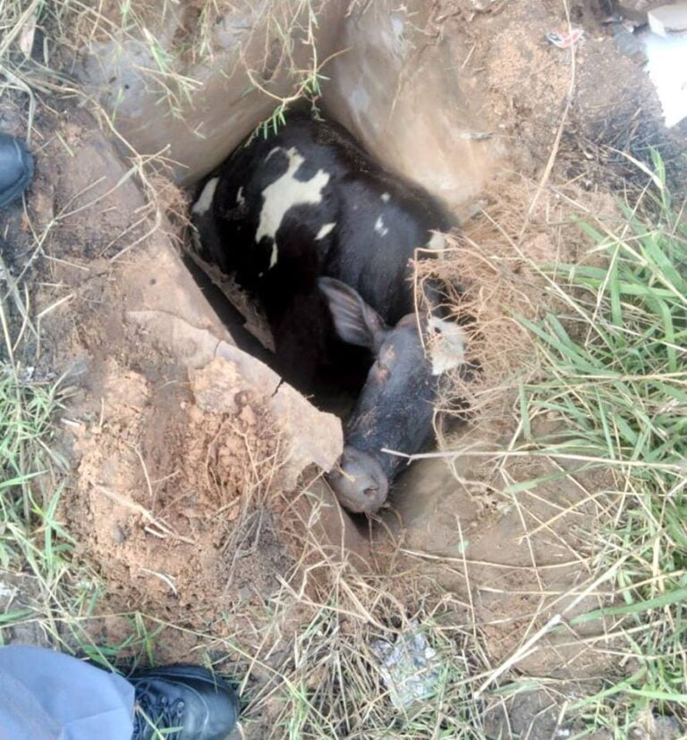 SÃO E SALVO – Boi que caiu no buraco de bueiro é resgatado sem ferimentos em Marília