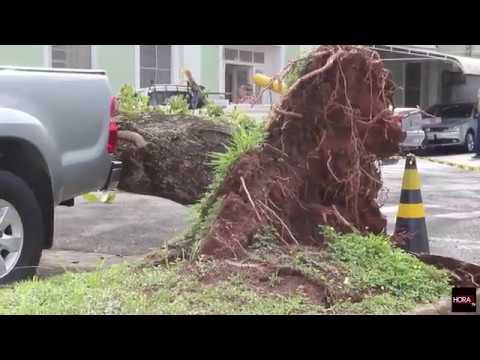 DESTRUIÇÃO EM MARÍLIA – Tempestade derruba dezenas de árvores, atinge carros, destelha casas e provoca desabamento