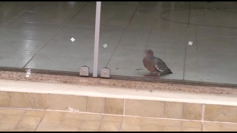 TRANCADA – Apesar de apelo nas redes sociais e aos Bombeiros, pomba continua ‘presa’ em imóvel de Marília