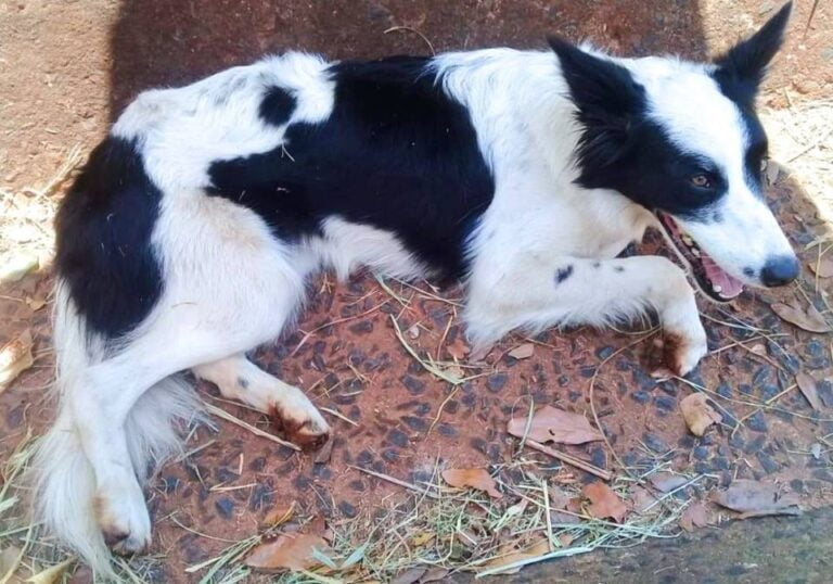 SOB CONTROLE – Cadela roubada e atropelada no Contorno é 1º animal resgatado por empresa contratada pela Prefeitura de Marília