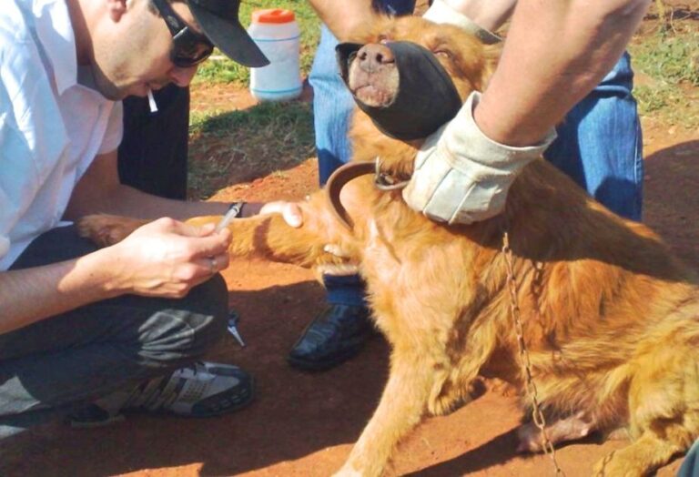 Marília – PLANTÃO NA ZONA SUL VAI COLETAR SANGUE DE CÃES PARA PREVENÇÃO DA LEISHMANIOSE