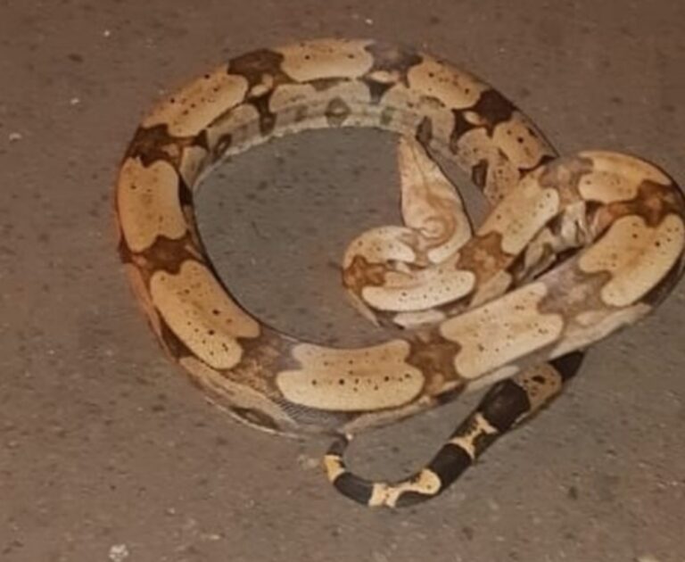 De volta pra casa – JIBOIA COM METRO E MEIO É CAPTURADA EM ÁREA RESIDENCIAL E SOLTA NA NATUREZA