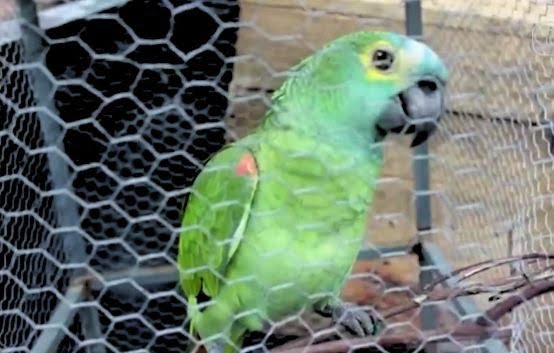 Meliante – PAPAGAIO QUE GRITAVA ‘MAMÃE, POLÍCIA!’ EM PONTO DE TRÁFICO É APREENDIDO