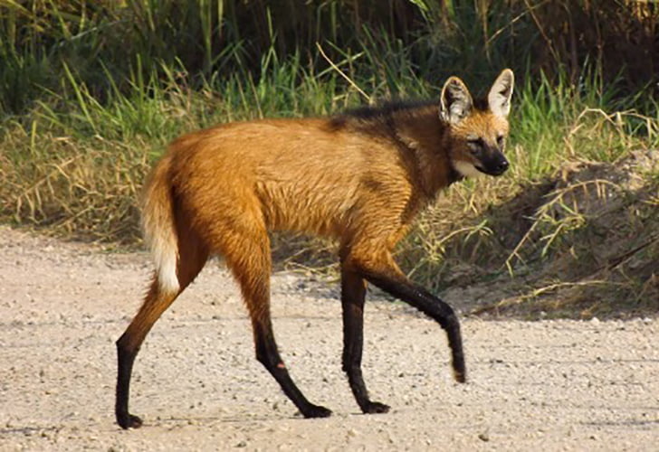 Lobo-guará – BANCO CENTRAL ANUNCIA LANÇAMENTO DA NOTA DE R$ 200