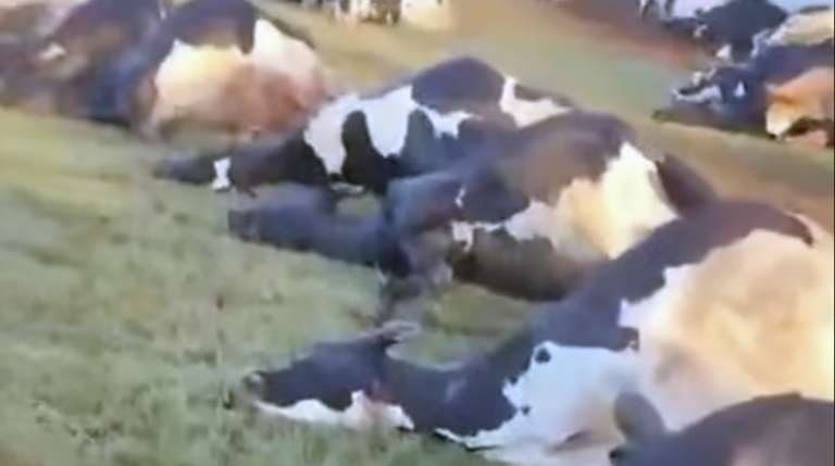 Descarga elétrica mata 32 vacas leiteiras