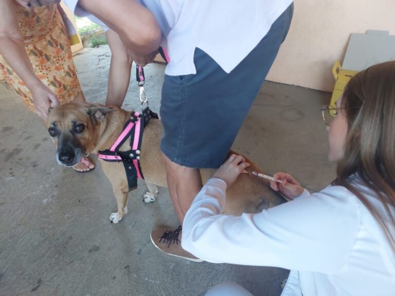 Marília realiza vacinação antirrábica
