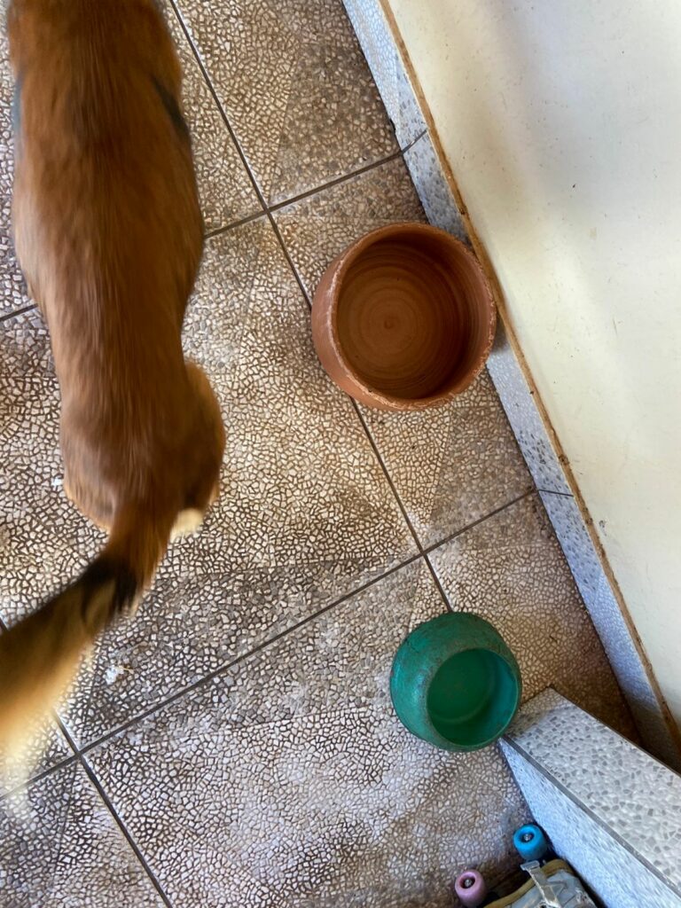 Mulher é presa por maus-tratos a animais