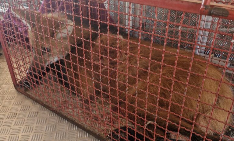 Bombeiros de Marília capturam lobo-guará em residência.