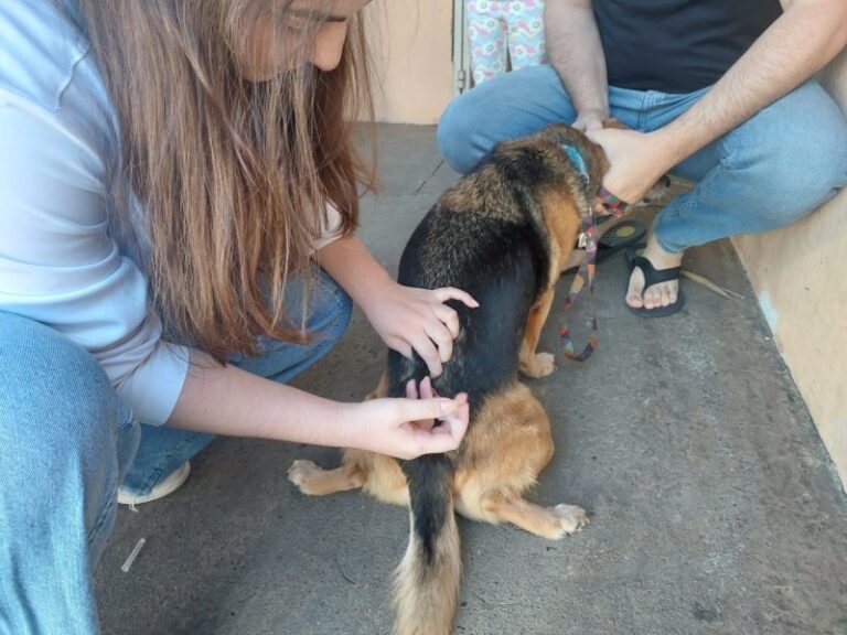 Sábado tem vacinação de cães e gatos em Marília