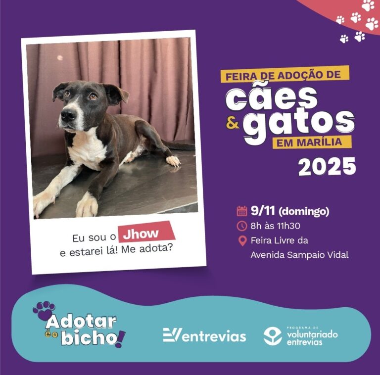 Domingo tem feira de adoção de animais em Marília