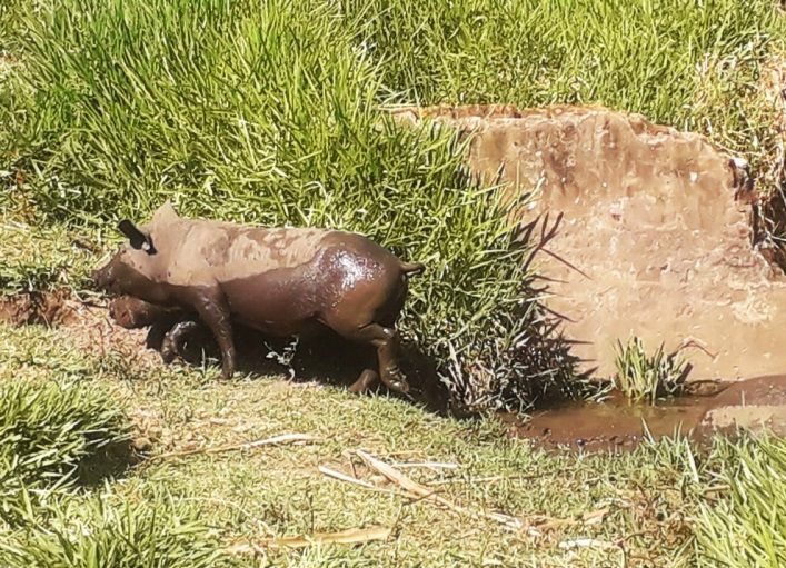 Marília tem novas regras para a apreensão e destinação de animais de médio e grande porte