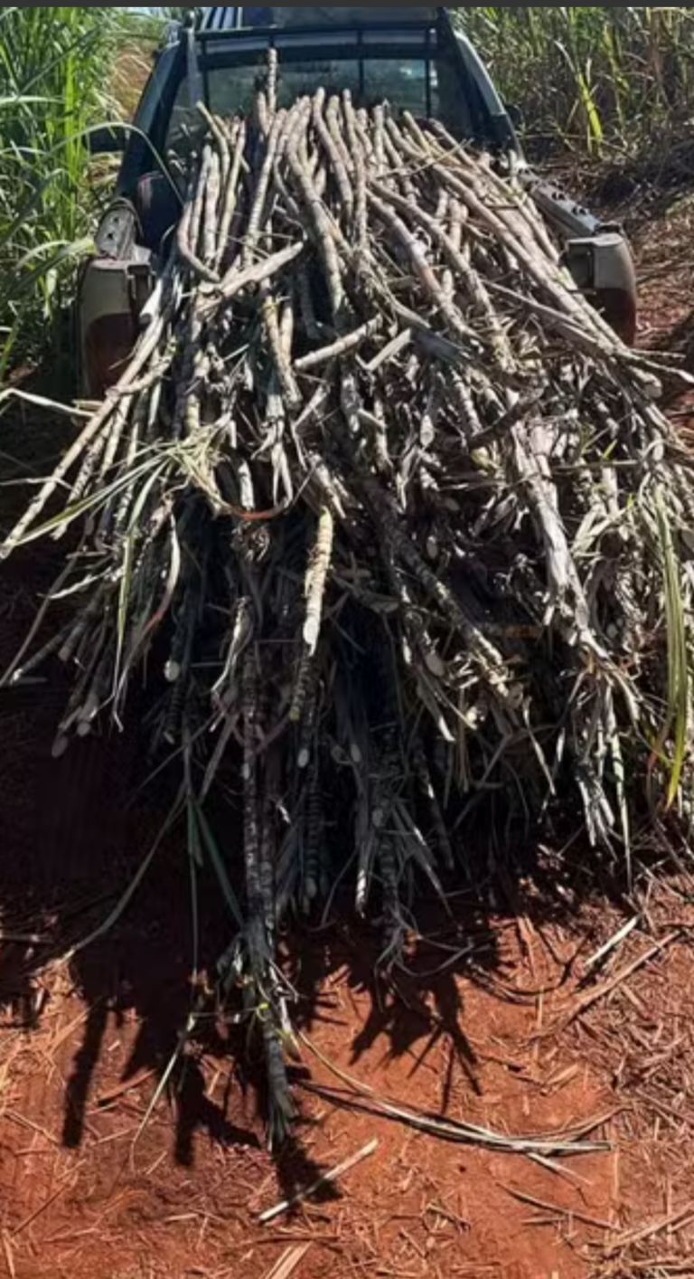 Furto de cana em Jaú: Polícia investiga prejuízo de 80 toneladas e mira rede de receptadores