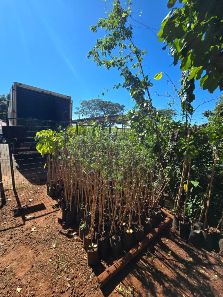 Marília ganha reforço de 1,6 mil mudas da Entrevias para combater ilhas de calor